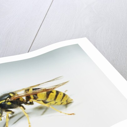 Wasp by Anonymous