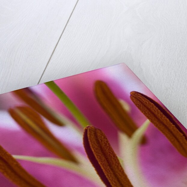 Close view of a pink Stargazer lily by Anonymous