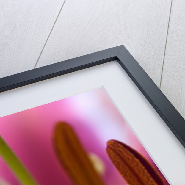 Close view of a pink Stargazer lily by Anonymous