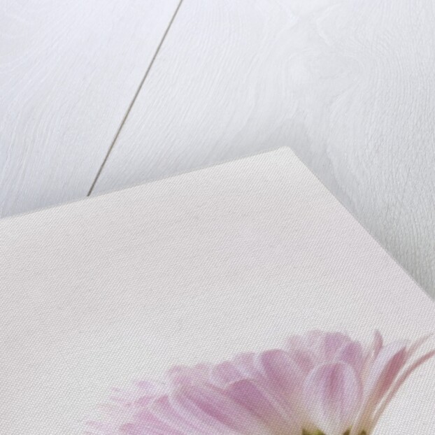 Flowers by Anonymous