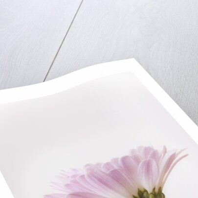 Flowers by Anonymous