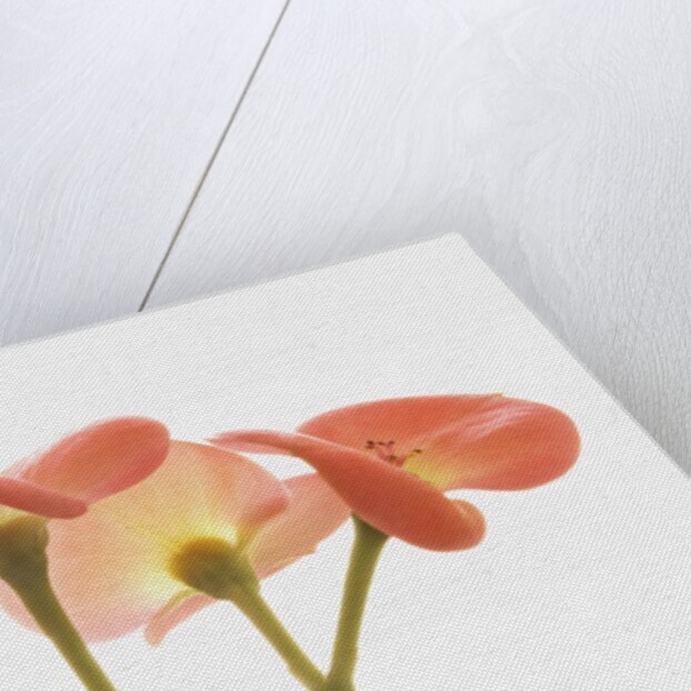 Flowers by Anonymous