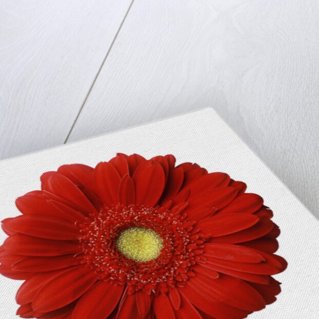 Red Gerbera Daisy by Anonymous