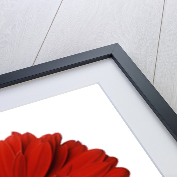 Red Gerbera Daisy by Anonymous