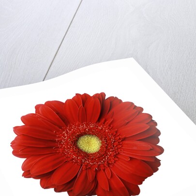 Red Gerbera Daisy by Anonymous