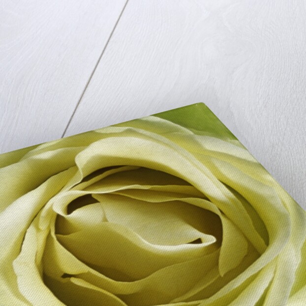 Yellow Rose by Anonymous