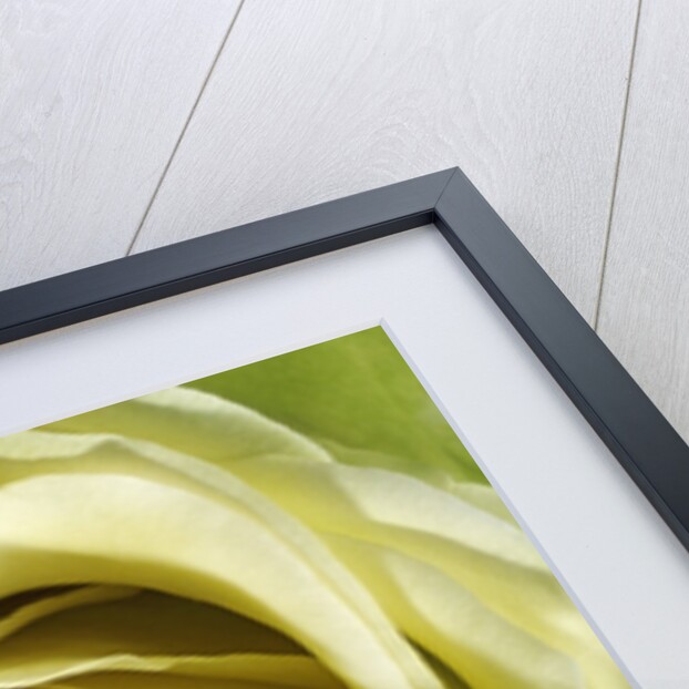 Yellow Rose by Anonymous