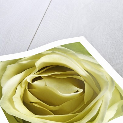 Yellow Rose by Anonymous