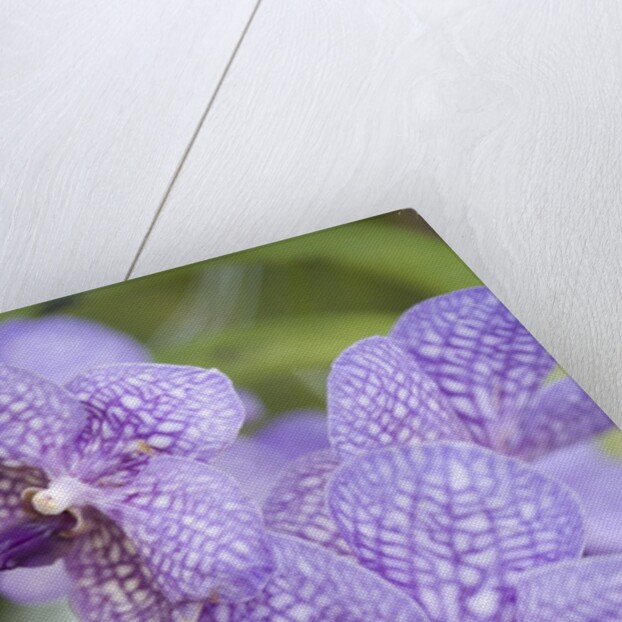 Rare, beautiful orchids bloom in a Florida garden by Anonymous