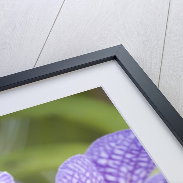 Rare, beautiful orchids bloom in a Florida garden by Anonymous