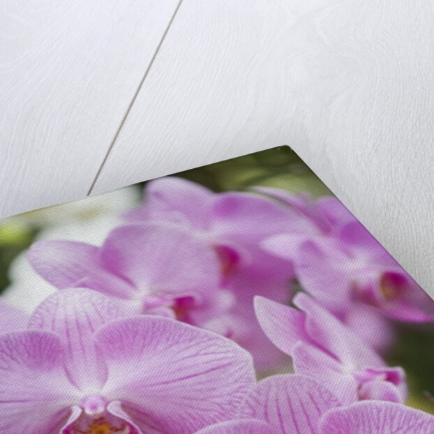 Rare, beautiful orchids bloom in a Florida garden by Anonymous