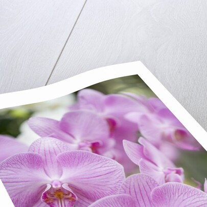 Rare, beautiful orchids bloom in a Florida garden by Anonymous