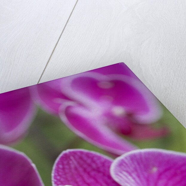 Rare, beautiful orchids bloom in a Florida garden by Anonymous