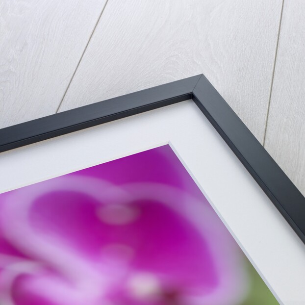 Rare, beautiful orchids bloom in a Florida garden by Anonymous