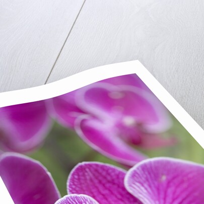 Rare, beautiful orchids bloom in a Florida garden by Anonymous