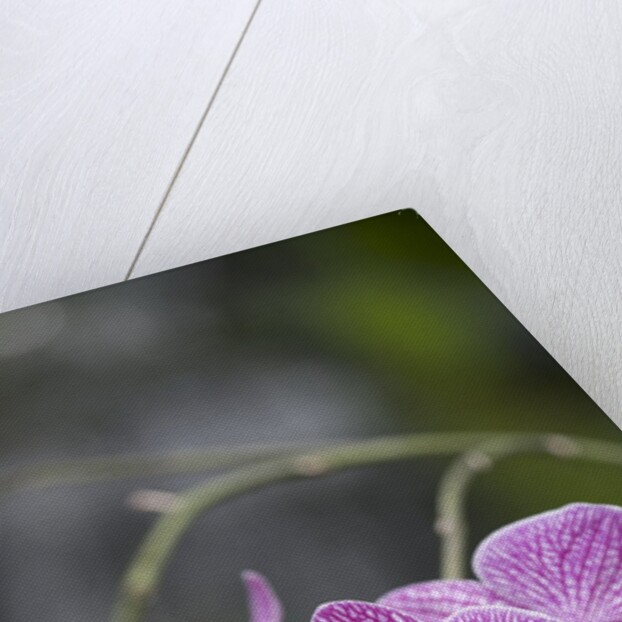 Rare, beautiful orchids bloom in a Florida garden by Anonymous