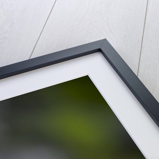 Rare, beautiful orchids bloom in a Florida garden by Anonymous