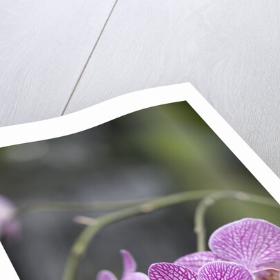 Rare, beautiful orchids bloom in a Florida garden by Anonymous