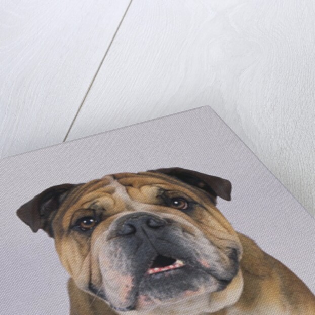 English Bulldog by Anonymous