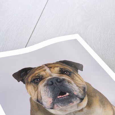 English Bulldog by Anonymous