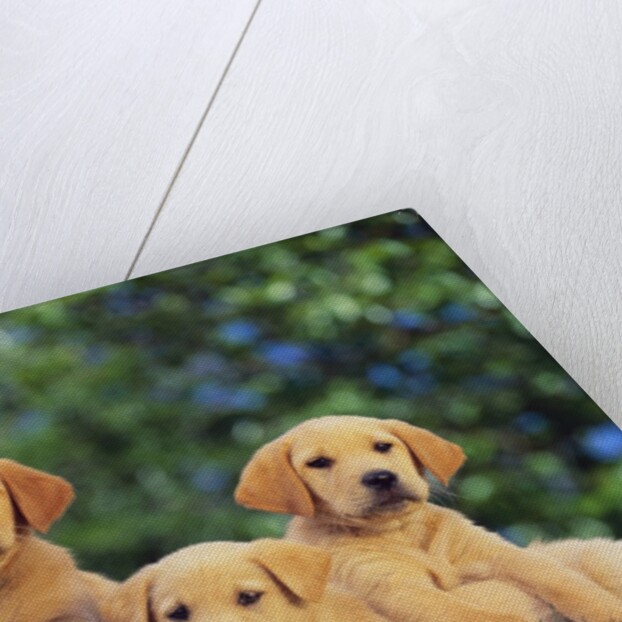 Puppies by Anonymous