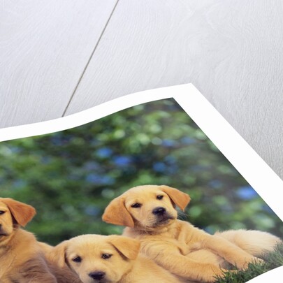 Puppies by Anonymous