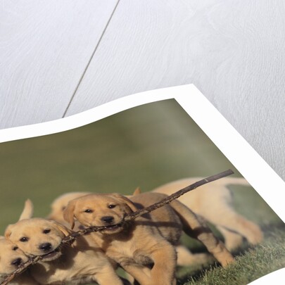 Retriever Puppies Sharing a Stick by Anonymous