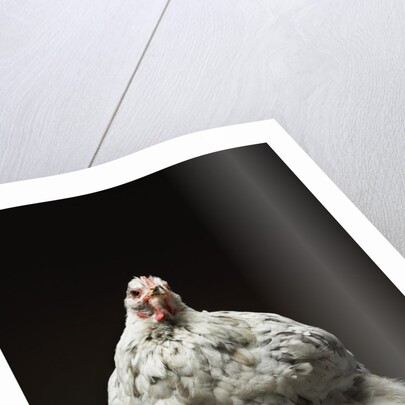 Chicken by Anonymous