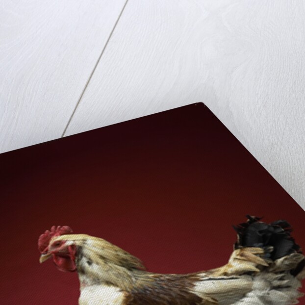 Rooster by Anonymous