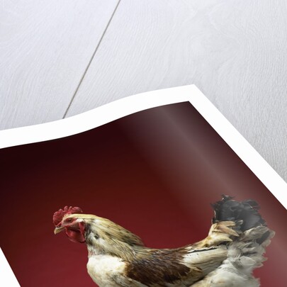 Rooster by Anonymous