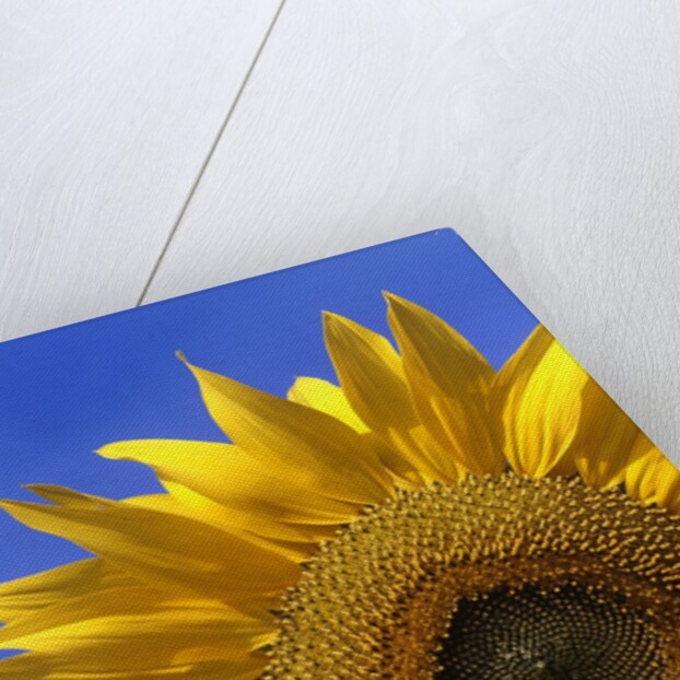 Front view of a beautiful sunflower by Anonymous