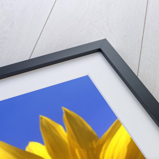 Front view of a beautiful sunflower by Anonymous