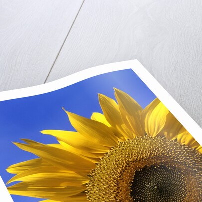 Front view of a beautiful sunflower by Anonymous