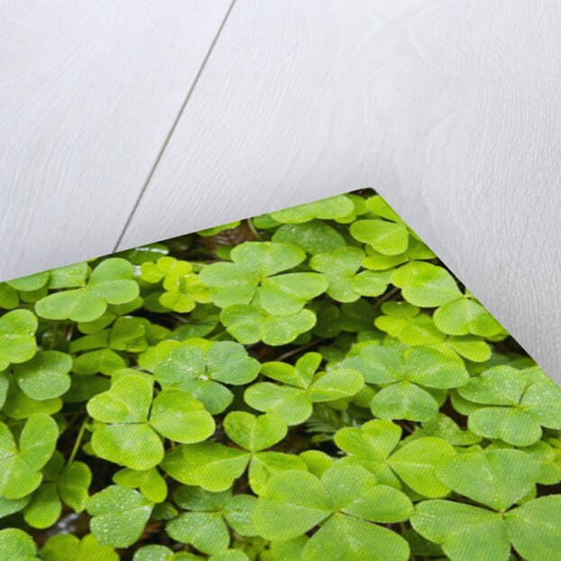 Clover by Anonymous