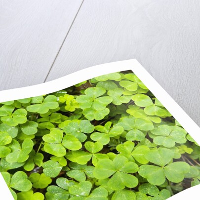 Clover by Anonymous