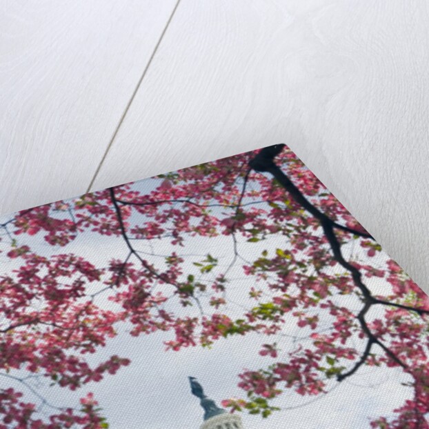 United States Capitol Dome in Washington, D.C. and Flowering Spring Trees by Anonymous