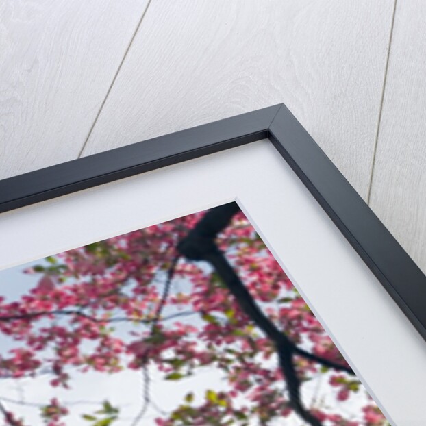 United States Capitol Dome in Washington, D.C. and Flowering Spring Trees by Anonymous