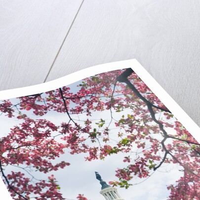 United States Capitol Dome in Washington, D.C. and Flowering Spring Trees by Anonymous