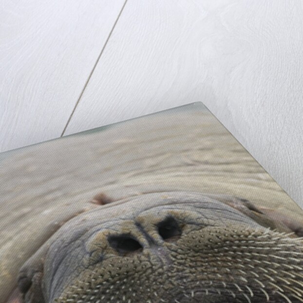 Walrus Looking Straight Ahead by Anonymous