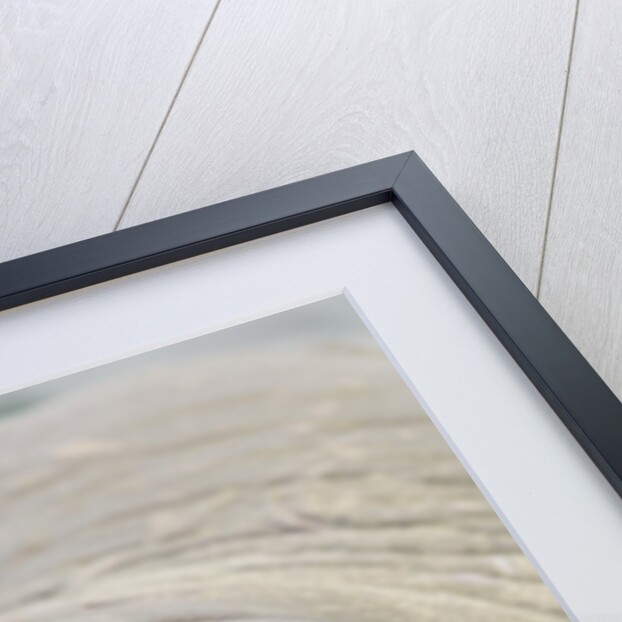 Walrus Looking Straight Ahead by Anonymous