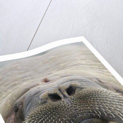 Walrus Looking Straight Ahead by Anonymous