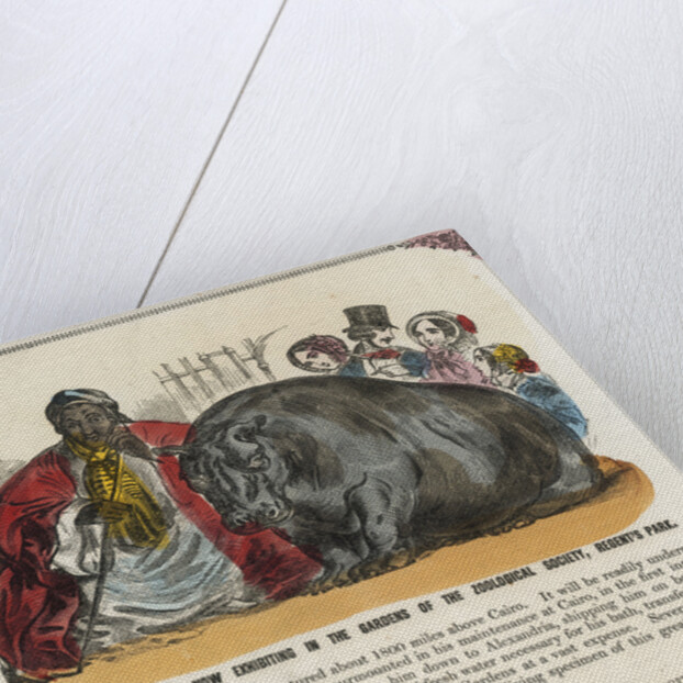 The Hippopotamus Now Exhibiting in the Gardens of the Zoological Society Print by Anonymous