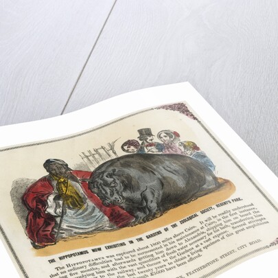 The Hippopotamus Now Exhibiting in the Gardens of the Zoological Society Print by Anonymous