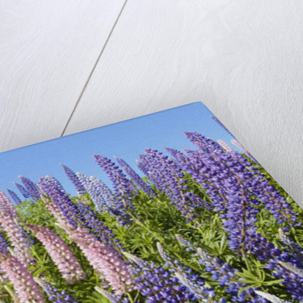 Pink and Purple Wild Lupines by Anonymous