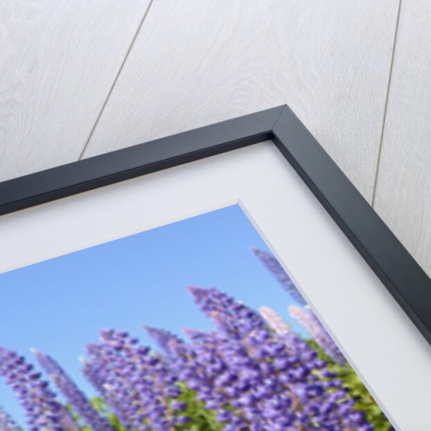 Pink and Purple Wild Lupines by Anonymous