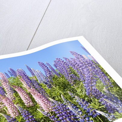 Pink and Purple Wild Lupines by Anonymous