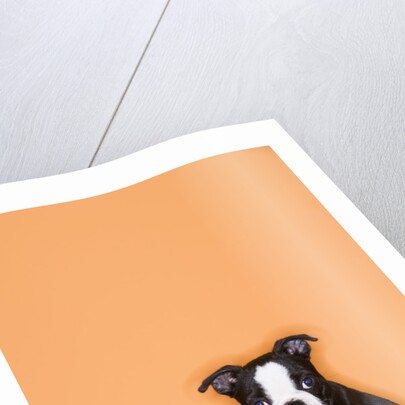 Boston Terrier Puppy by Anonymous