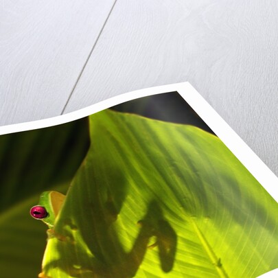Red-eyed Tree Frog on Leaf by Anonymous