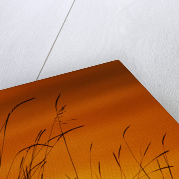 Grass Stalks Against Sunset Sky by Anonymous
