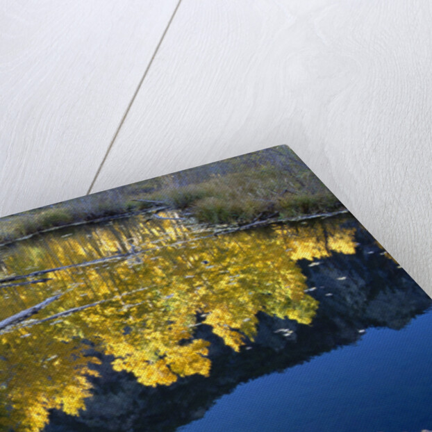 Beaver Pond and Reflection of Golden Aspens by Anonymous